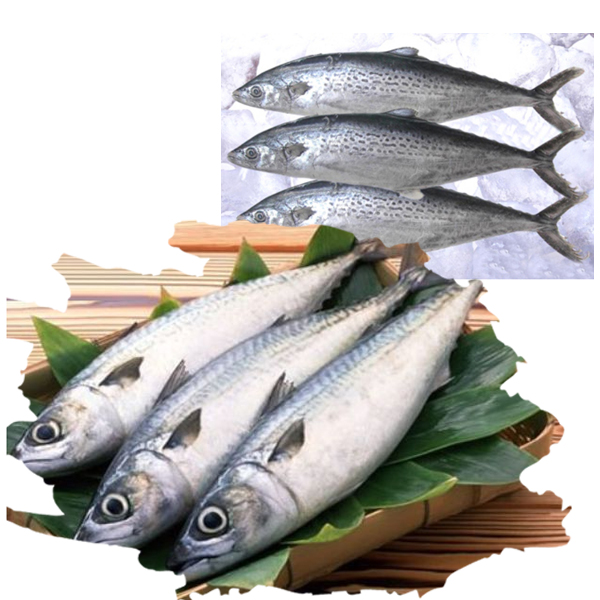 鲅魚（燕魚）